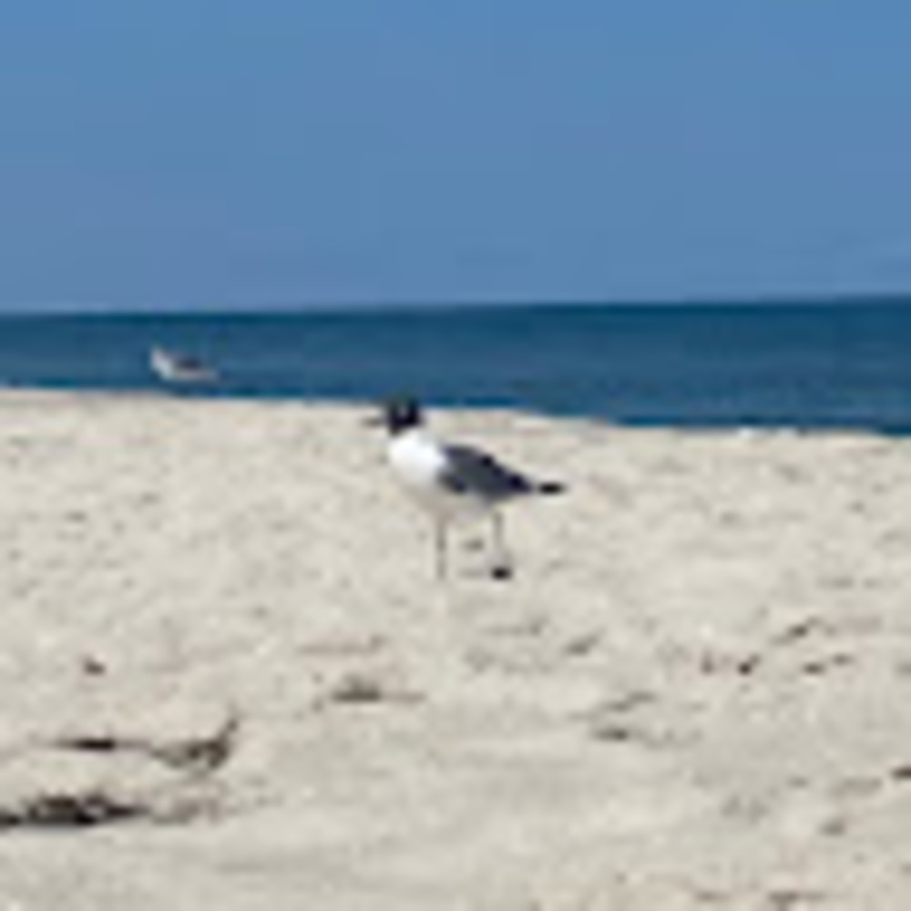 Meet your Posher, Isabel